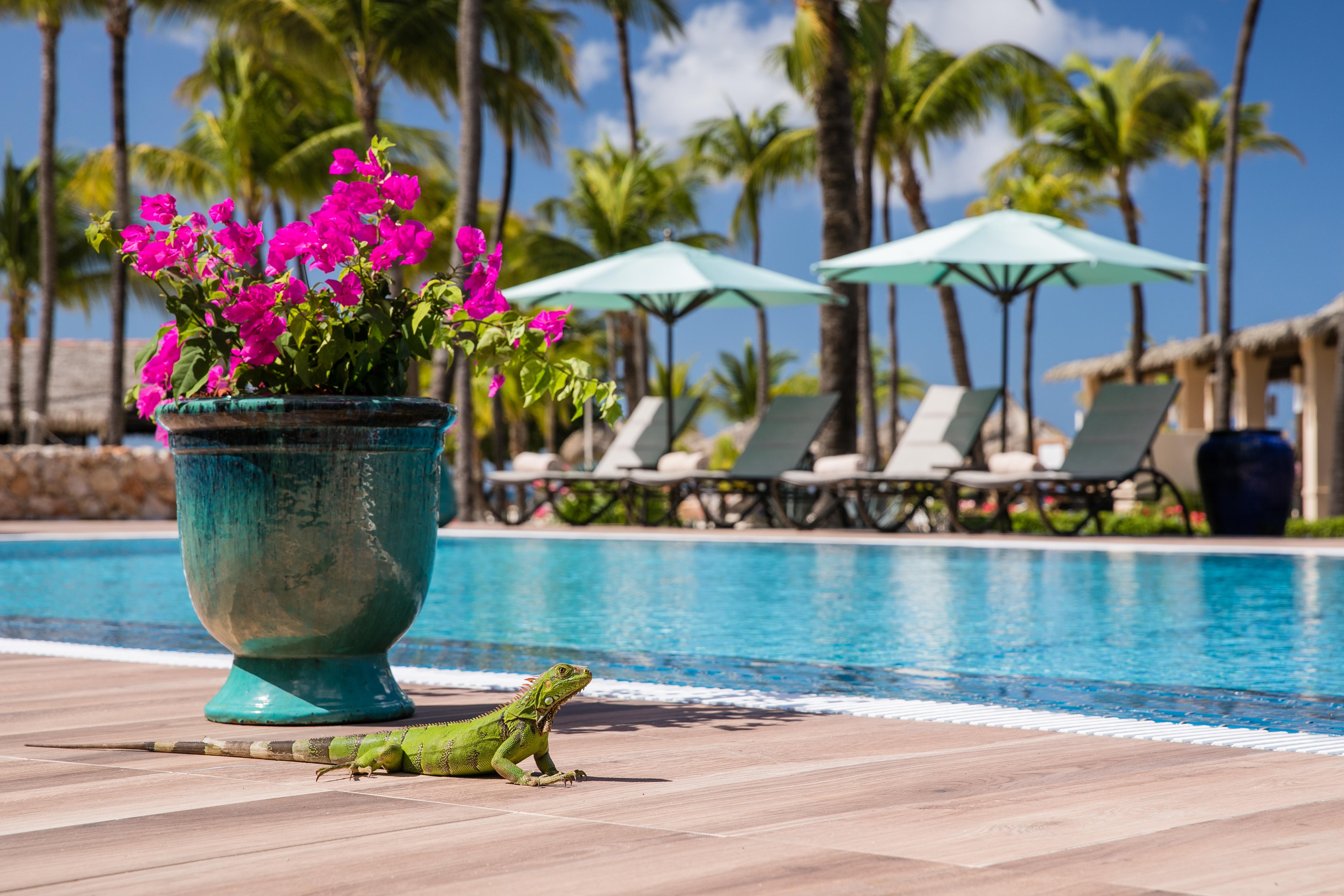 Manchebo Beach Resort And Spa Palm Beach Exteriör bild
